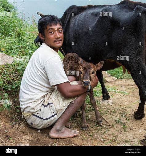 man fucks cow|Man hard fucks cow and enjoys the pussy in great modes .